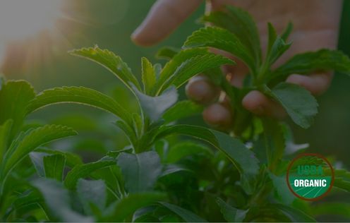 FDA GRAS Certification