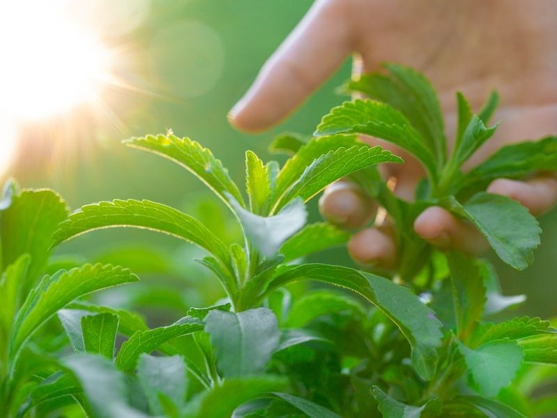 Stevia Planting Base